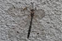 Distoleon tetragrammicus