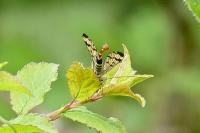 Panorpa communis