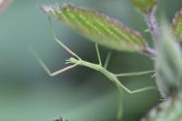 Clonopsis gallica