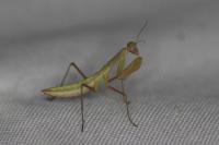 Mantis religiosa