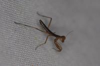 Mantis religiosa
