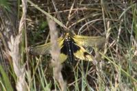 Libelloides longicornis