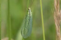 Chrysopa walkeri
