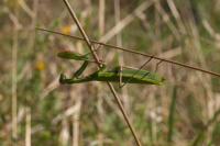 Mantis religiosa