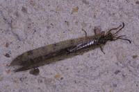 Distoleon tetragrammicus