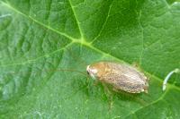 Planuncus vinzi