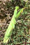 Mantis religiosa