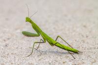 Mantis religiosa