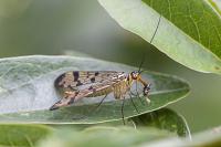 Panorpa communis