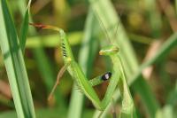 Mantis religiosa