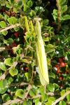 Mantis religiosa