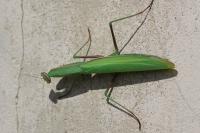 Mantis religiosa