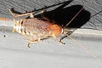 Planuncus vinzi