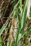 Mantis religiosa