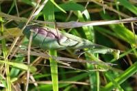 Mantis religiosa