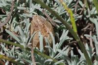Mantis religiosa