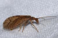 Micromus angulatus