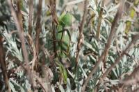 Mantis religiosa