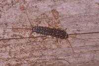 Ctenolepisma lineata