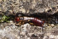 Forficula auricularia