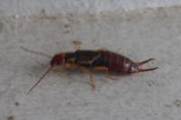 Forficula auricularia
