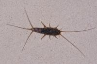 Ctenolepisma lineata