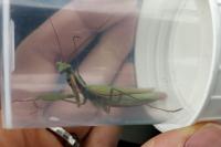 Mantis religiosa
