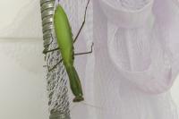 Mantis religiosa