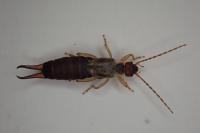 Forficula auricularia