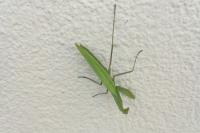 Mantis religiosa