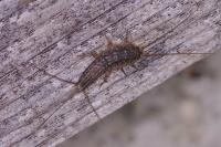 Ctenolepisma lineata