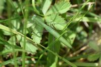 Mantis religiosa