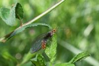 Nothochrysa capitata