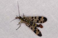 Panorpa communis