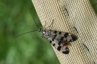 Panorpa communis