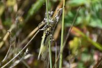 Libelloides longicornis