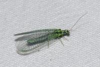 Chrysopa perla