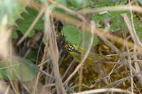 Libelloides longicornis