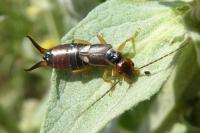 Forficula auricularia