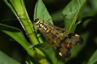 Panorpa communis