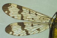 Panorpa communis