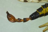 Panorpa communis