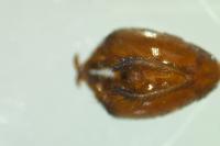 Panorpa communis