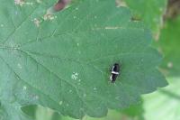 Planuncus vinzi