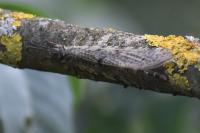 Distoleon tetragrammicus