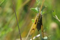 Libelloides longicornis
