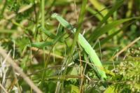 Mantis religiosa