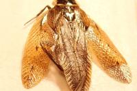Ectobius sylvestris