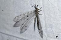 Distoleon tetragrammicus