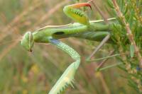 Mantis religiosa